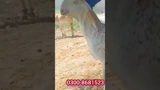 pure makhi cheeni goat | goat farming in Pakistan | #shorts | shortvideo | short | #goats