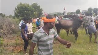 nidimamidi bull race @andhra-bulls456