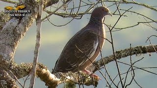 POMBA ASA BRANCA (CARIJÓ) A MAIOR POMBA DO BRASIL NA NATUREZA - Patagioenas Picazuro