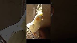 #Cockatiel #cutebirds #relaxing #funnyparrot #relaxingvideo