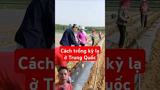 Cách trồng kỳ lạ ở Trung Quốc