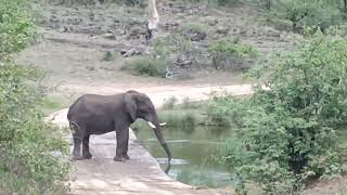 #South Africa -#Elephant Drinking Water Near Mopani #Kruger National Park