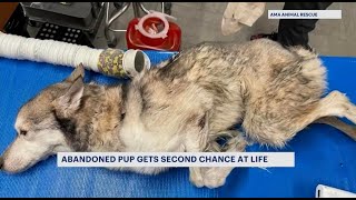 AMA Animal Rescue on News12 Brooklyn