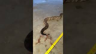 Canebrake rattlesnake saved it from getting killed by a car.