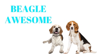 BEAGLES Are Awesome: BEAGLES Life Compilation