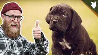 When Should My CANE CORSO Be HOUSE TRAINED