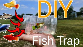 DIY fish trap catches COLORFUL FISH in my patio pond!!