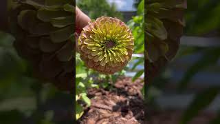 Quick garden tip! How to prune Zinnias. #shorts