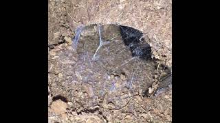 My pet Tarantula silk lining his coconut #tarantula #tarantulas #petspider #spiders