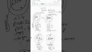 N=4 kromozomlu bir hücrenin mitoz bölünmesi nasıl gerçekleşir?