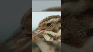 Pájaro pelando un grano de trigo #animales  #animals