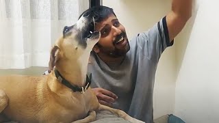 Dogs Singing With Their Owners - Funny and Cute Animal Compilation [Funny Pets]