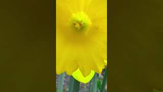 Tulip Blooming in house garden, London