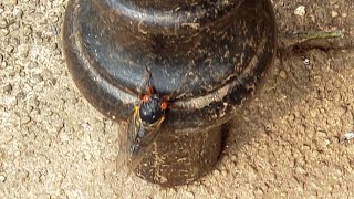 GARDEN TOUR:  Brood X cicadas have emerged while roses are in full bloom (May '21)