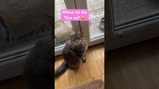 Geschlossene Türen, ein No-Go für Katzen 😹lustige Katzenvideos 😻 #shorts #cats