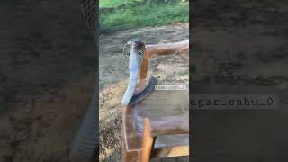 Original sounds and attack  spectacle, cobra  snake #sagar_sahu_0 #korba #trending #youtubeshorts ￼￼