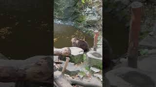 A Bear Plays In The Water