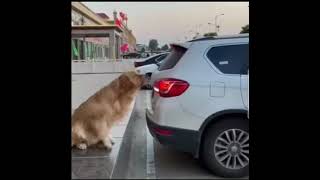 car parking by Dog