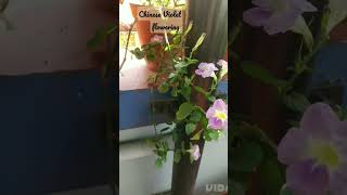 Chinese Violet flowering #viral #viralshorts #shorts # gardening shorts