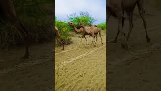 camels in tharparkar #viral #shorts #shortsvideo #camel #camellife #camelculture