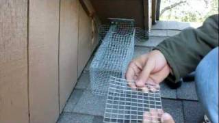 Part 2/2 How To Build A One Way Trap For catching Squirrels In The Attic Trapping