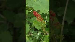 Raspberries and devil's club. Alaska