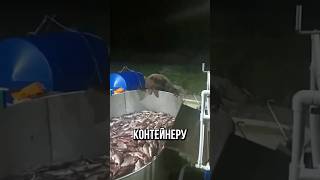 🐻Скромный медведь