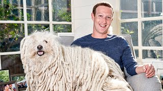 Crazy Rich Lifestyle Of Billionaire Pets