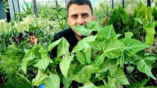 أسهل نبات ممكن تزرعو ينمو بشكل جنوني خلال اسابيع يتحمل كل الظروف الجوية ودائم الخضرة🌱🌱