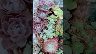 Satisfying Succulent Diy #69