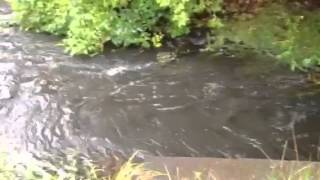 Mashapaug Pond Stormwater Runoff