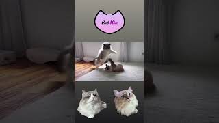 funny cat sisters #catsisters - CatMia