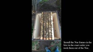 Installing a Nuc of Bees