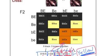 Epistasis in labradors