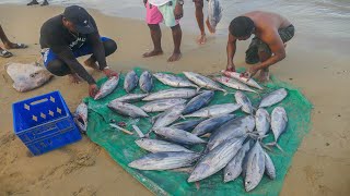 Good tuna catch @pagee marlin tournament Oct 29, 2023