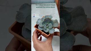 Recover A D-Shaped Succulent // Rescue A Dying Ornamental Plant