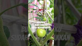 BUAH TOMATNYA SUDAH MENAMPAKKAN