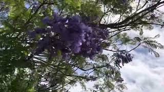 A glorious minute under the Jacaranda 💜🥰