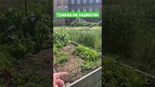 Немцы выращивают траву прямо в городе!