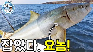 제주도 숨은 낚시고수에게 대물 지깅낚시 한 수 배웠습니다.