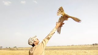 Releasing Precious Falcon || Rescue falcon and conversation