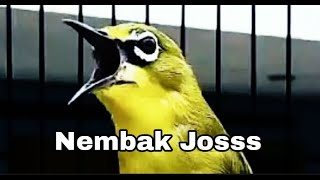 Pleci NEMBAK isian Bebek || Masteran pleci nembak isian