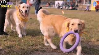 Alfa Dog Fest - 2 // стадион "Старт", Киев // 8 октября 2017