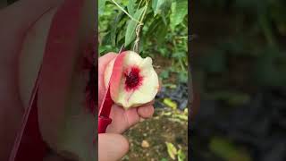 Satisfying fresh peach cutting on the tree #fresh #peach #satisfying #fruitcutting