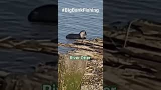 River Otter.                           #fishing #RiverOtter #bankfishing #sturgeon