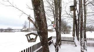 Птицы на кормушке. Видео с замедленной съемкой. Синицы, дятлы и... ветчина