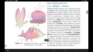 Sponges are not Diploblasti.......? Hence proved in NCERT #SECRETS OF NCERT