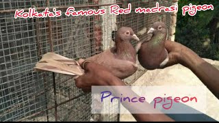 kolkata's famous Red Madrasi pigeon breed।। লাল মাদ্রাসি কবুতর