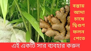 বস্তায় আদা চাষে নিশ্চিত  দ্বিগুণ ফলন পেতে এই সার ব্যবহার করুন