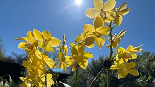 Жовто-блакитний настрій💙💛#орхідеї #orchid #flowers #фаленопсис #beautiful #